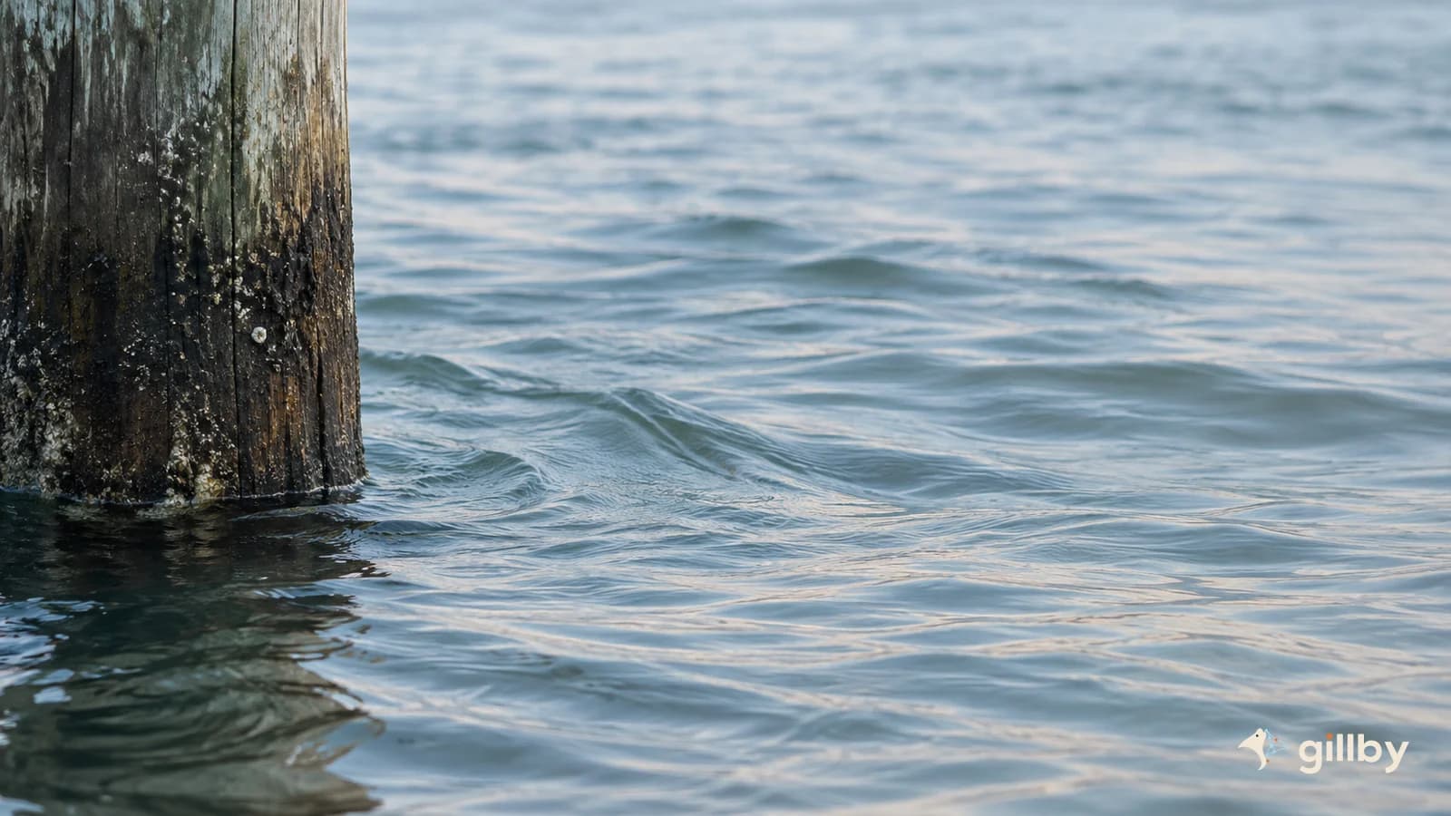 Weathered dock piling at the waterline beside softly moving coastal water
